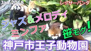 20180113 神戸市王子動物園 ジャズ＆メロディ＆ミンファレッサーパンダ