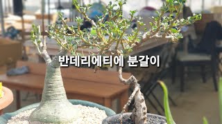 [선인장이야기]아프리카식물 반데리에티에 분갈이! 넘 쉽죠?(monsonia vanderietiae)