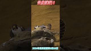 SP95_公鳥送餐A_2024酋長岩遊隼_5月19日