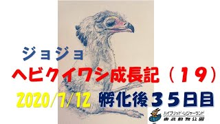 （LIVE） ヘビクイワシ　成長日記　2020/7/12　東武動物公園   Secretary bird　artificial brooding