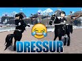 meine 🅴🆁🆂🆃🅴 DRESSUR 🐴 in Horse Valley 🤣🤣 Roblox