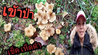 #เก็บเห็ดดำหน้าหนาว🍄ไปดูว่าสภาพเห็ดยังโออยู่ไหม🍄#4/11/19 #1/2