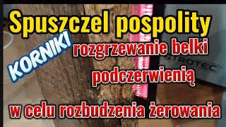 KRISOFF spuszczel pospolity jak słychać gryzienie - korniki w drewnie