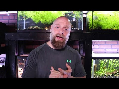 Do dead fish carry diseases?