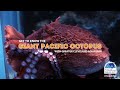 Get to Know the Giant Pacific Octopus with @cleaquarium