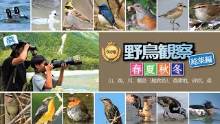 【㊲野鳥100種以上登場】これが1年間に撮影してきた野鳥たち！📷 NikonD500 @ZOOTIMEch