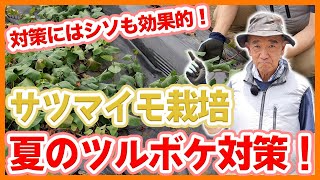 家庭菜園や農園のサツマイモ栽培で注意したい！ツルボケを予防するためのサツマイモの育て方！【農家直伝】Tips for countering sweet potato shoots.