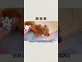 一定要看到最后！！太酸了～ #猫狗cp @狗狗 #安静的布丁妹妹