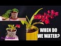 Orchid Seminar #2 - When do Orchids really need watering? | Drought adaptations & more!