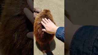 初めてビーバーさんを触ってみた。トリアスふれあい動物園カピバラさんもいるよ。楽しい。