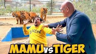 Mamu Ko Tiger K Agy Dall Diya🐯SW Pet House - Llama Ka Kia Name Rakhay?🦙| BT Farm Stories Vlog #39