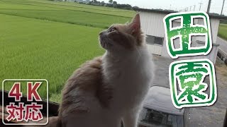 《らずり》猫もまったり田園風景 -ノルウェージャンフォレストキャット-