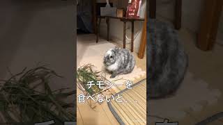 うさぎ🐰チモシーを食べる #うさぎちゃん #かわいい#チモシー#ゴマちゃん