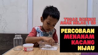 PERCOBAAN MENANAM KACANG HIJAU [TUGAS MAHESH]