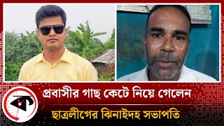 প্রবাসীর গাছ কেটে নিয়ে গেলেন ছাত্রলীগের ঝিনাইদহ সভাপতি | Chhatra League President | Jhenaidah