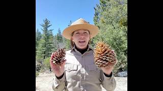 Jeffrey Pine VS Ponderosa Pine