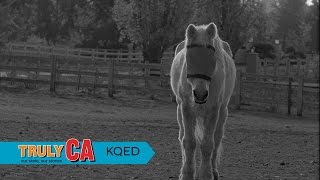 Last Stop in Santa Rosa | KQED Truly CA