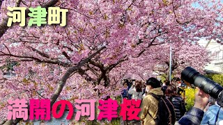 河津町 満開の河津桜  2023年2月23日撮影