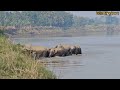 wild elephant crossing dhansiri river of assam golaghat