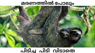 Sloth | Malayalam | iT's Wild