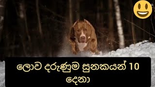 ලොව දරුණුම සුනකයන් 10 දෙනා ( world dangerous 10dogs ) | navishka vlogs