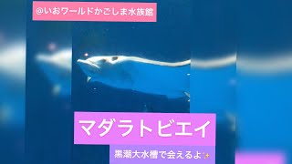 いおワールドかごしま水族館✨vol.1