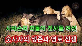 사비슨의 떠돌이 전사들 여섯 숫사자의 생존과 영토 전쟁 - 자연과 야생