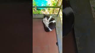 പാവംഒറ്റക്ക വല്ലാത്തൊരവസ്ഥ🤣 #shortsyoutube #catlover