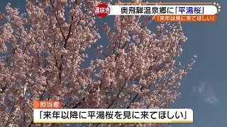 「今年はテレビなどで楽しんで、来年以降に見に来て」岐阜の奥飛騨温泉郷に遅咲きの平湯桜 (20/05/07 18:59)