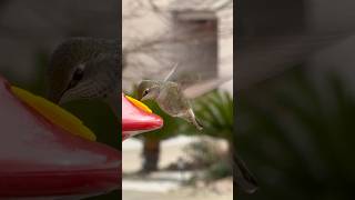 Urban Hummingbirds are so cool #Hummingbird #Nature #ShortVideo #subscribe #like