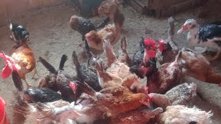 النهارده عمر الفراخ البيضاء 21 🐔 فيديو جديد مع جميع الطيور 🌿🦆🕊️🐓🐇💐🌹👍👍