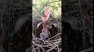 Rufous treepie bird babies (P 2) #shorts