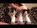 Rescue 3 Little Street Kittens with Amazing Transformation