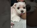 dog tired from trimming 🐶 shorts cute dog maltese