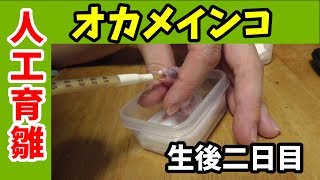 オカメインコ　雛　人工育雛　二日目