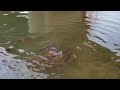 野生の黒鯉の群れが集う川　the river where a group of wild black carp is gathering