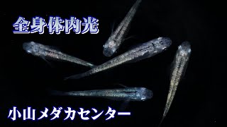 【メダカ】妖しげな輝！？全身体内光メダカを撮影しながら解説