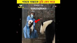 পান্ডার বাচ্চাকে চুরি কেন করে || শিক্ষার পথ