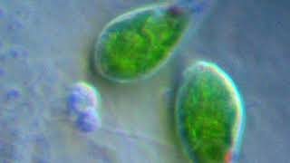 Euglenozoa | Wikipedia audio article