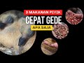 🔴 makanan piyik merpati agar piyik cepat besar