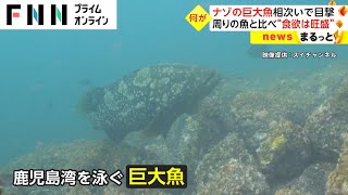 ナゾの巨大魚 相次いで目撃 周りの魚と比べ“食欲は旺盛”　寿命は20年以上...影響は?