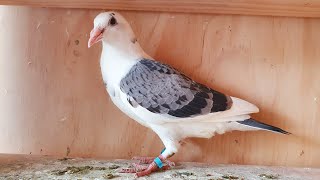 2022 Pigeon breeding season has begun!