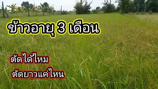 ข้าวอายุ 3 เดือน ตัดได้ไหม  ตัดใบข้าวเพื่อกำจัดหญ้าควรตัดสูงต่ำแค่ไหน