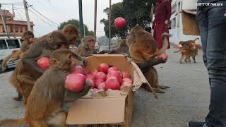 Feeding 20 kilogram apple to a monkey || feeding fuji apple