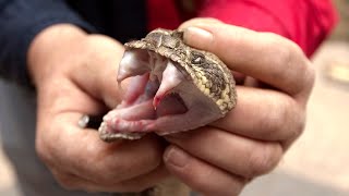 Rattlesnakes at the Capitol