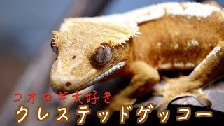 クレステッドゲッコー 飼育#3【コオロギ食う】