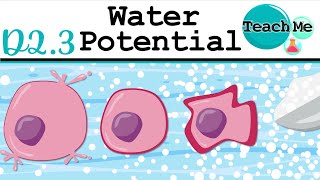 (D2.3) - Water Potential - IB Biology (SL/HL)