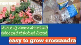 ವರ್ಷ ಪೂರ್ತಿ ಹೂ ಬಿಡುವ ಕನಕಾಂಬರ | crossandra  flowers plants | ಬೀಜದಿಂದ ಈಜಿ ಅಗಿ ಮನೆಯಲ್ಲಿ ಬೆಳೆಯ ಬಹುದು...