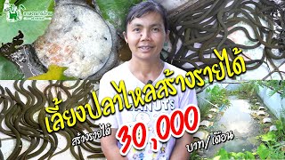 เลี้ยงปลาไหลสร้างรายได้ #ปลาไหล #เลี้ยงปลาไหล #เกษตรกรไทยสร้างรายได้