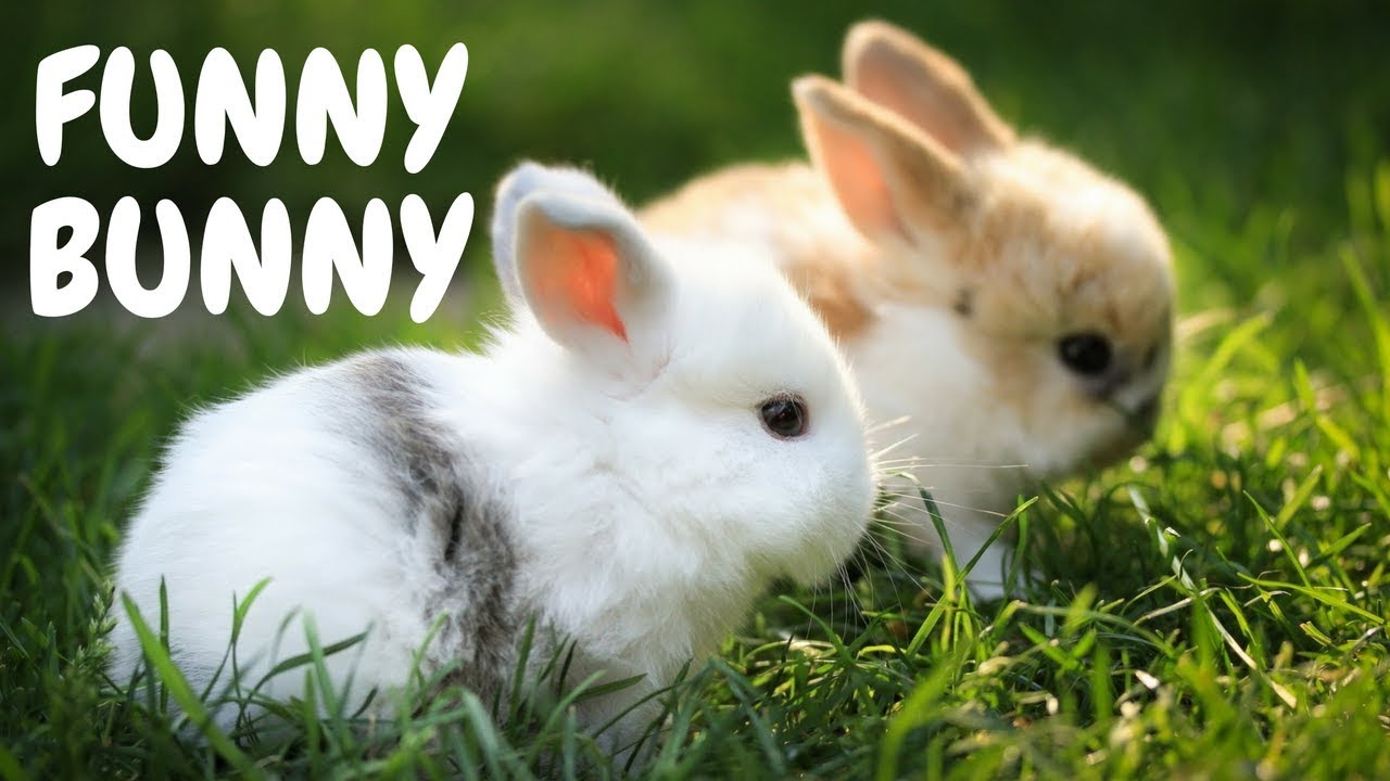 Cute Baby Rabbits Funny Bunny Video Youtube